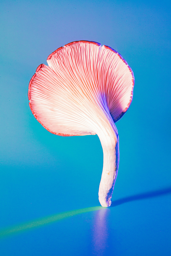 Mushrooms on Vibrant Background