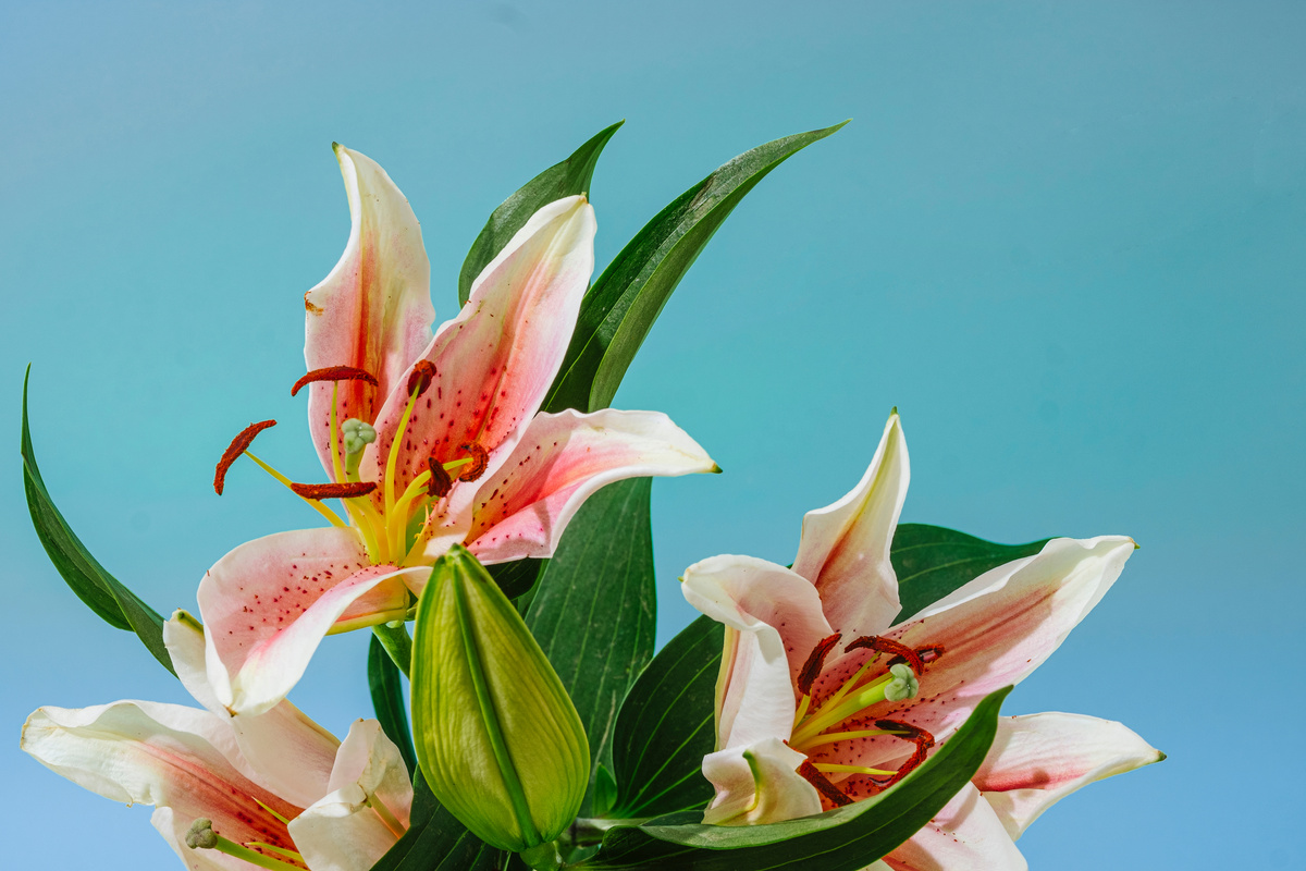 Tiger Lily on Blue Background